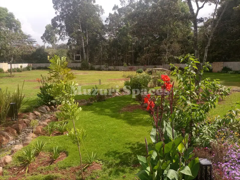 After: The finished Karen garden: lawn, a dry stream bed, cannas and young trees