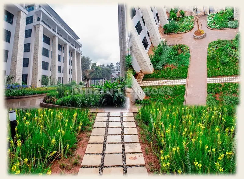 Merchant Towers roof garden: a stone path through beds of yellow iris between office blocks