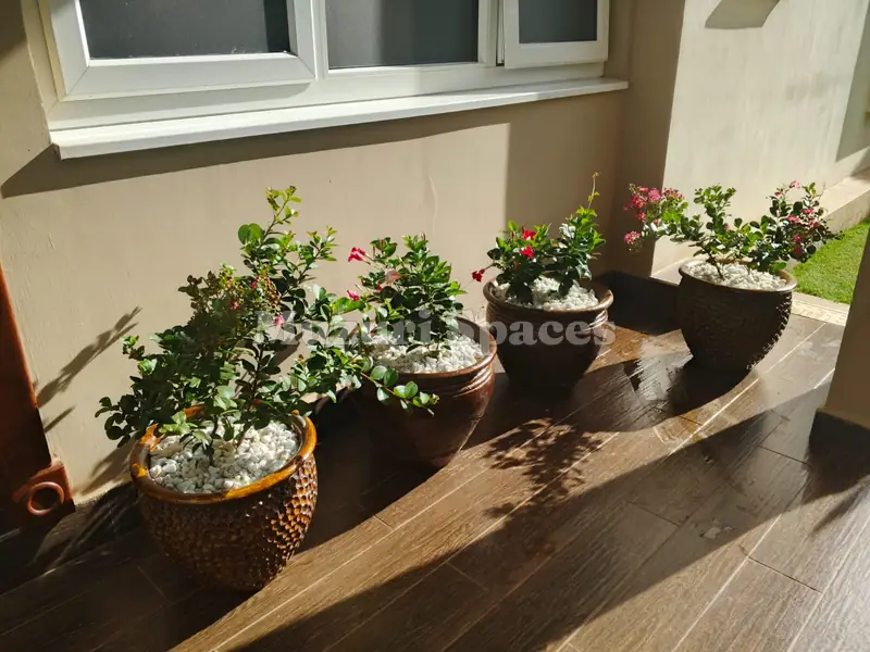 A row of glazed pots with flowering shrubs on a timber terrace
